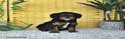 Cavapoo dogs for sale: Deacon - Ad 1