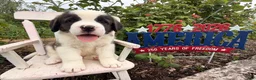 Saint Bernard dogs for sale: Boogie bear  - Ad 2