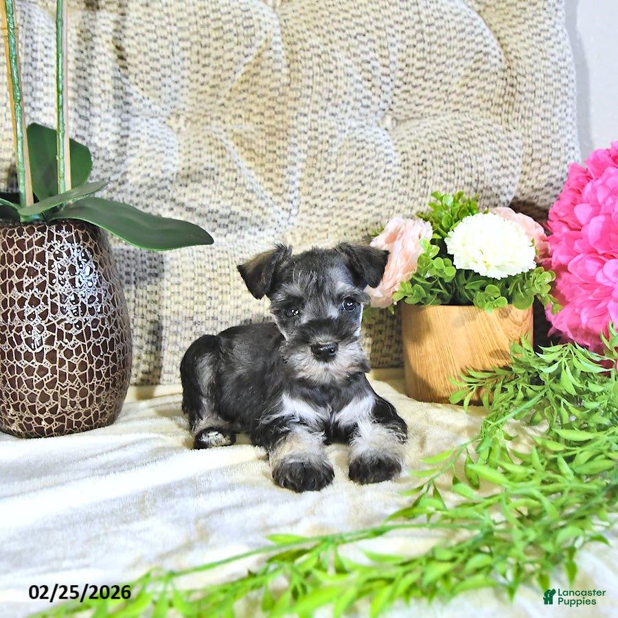 Miniature Schnauzer dogs Karter - Ad 1