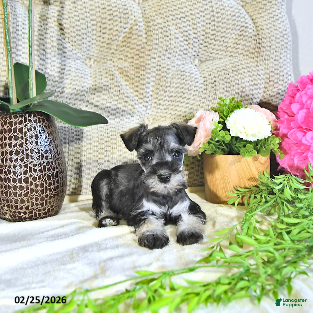 Miniature Schnauzer dogs for sale: Karter - Ad 1