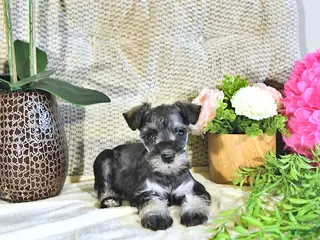 Miniature Schnauzer dogs for sale: Karter - Ad 3