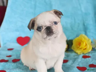 Pug dogs Giny - Ad 3