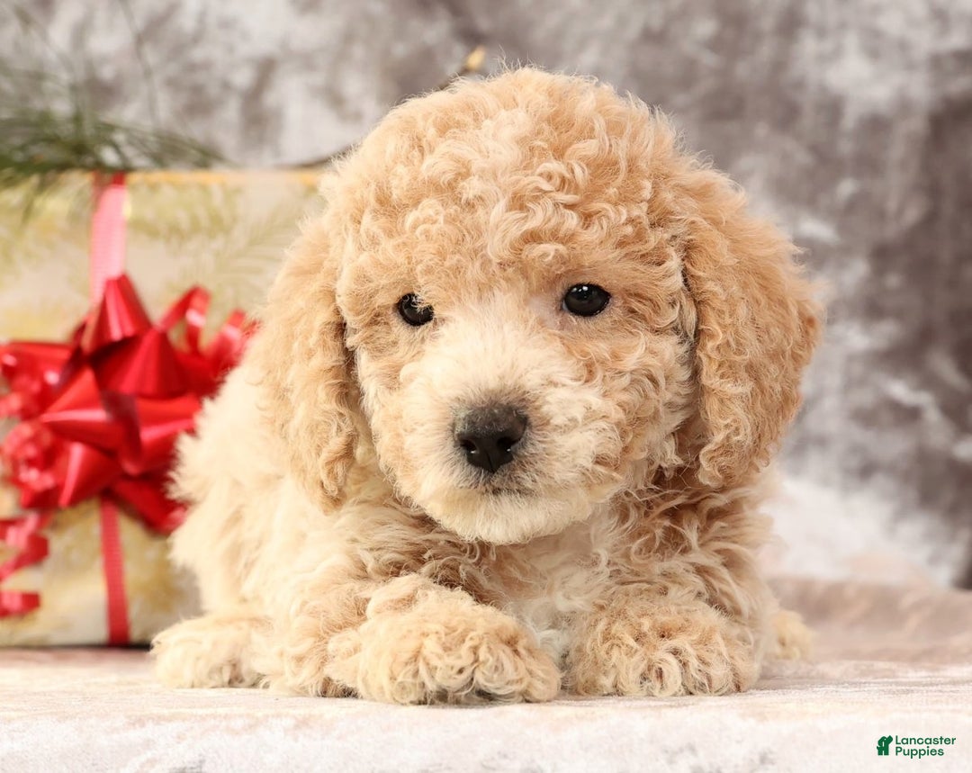 Bichpoo dogs for sale: Ike - Ad 1