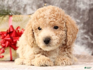 Bichpoo dogs Ike - Ad 1