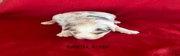 Australian Shepherd dogs for sale: Australian Shepherd 2 - Ad 1