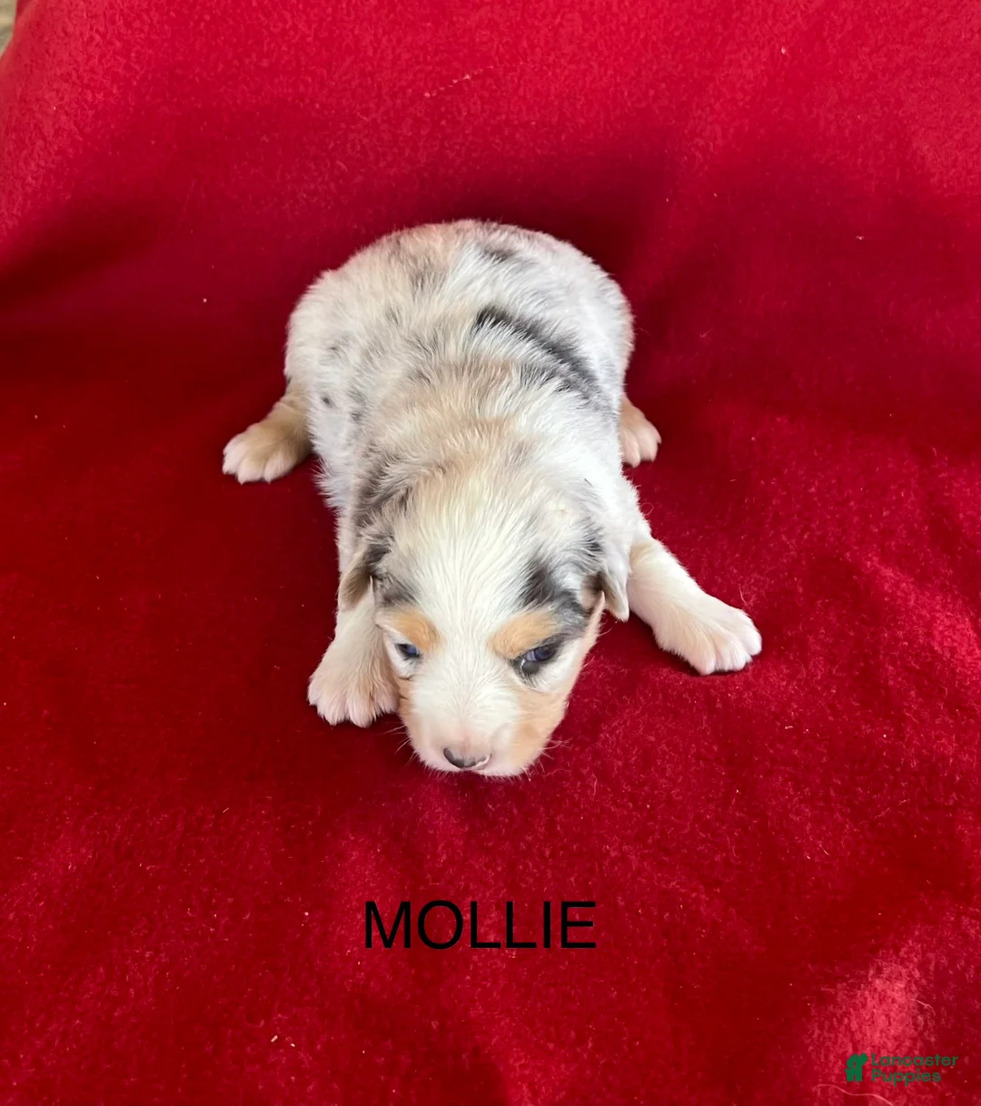 Australian Shepherd dogs for sale: Australian Shepherd 2 - Ad 1