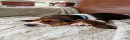 Basset Hound dogs for sale: George - Ad 3