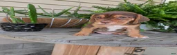 Beabull dogs for sale: Gus - Ad 10