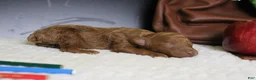 Mixed Breed dogs for sale: Mandarin  - Ad 4