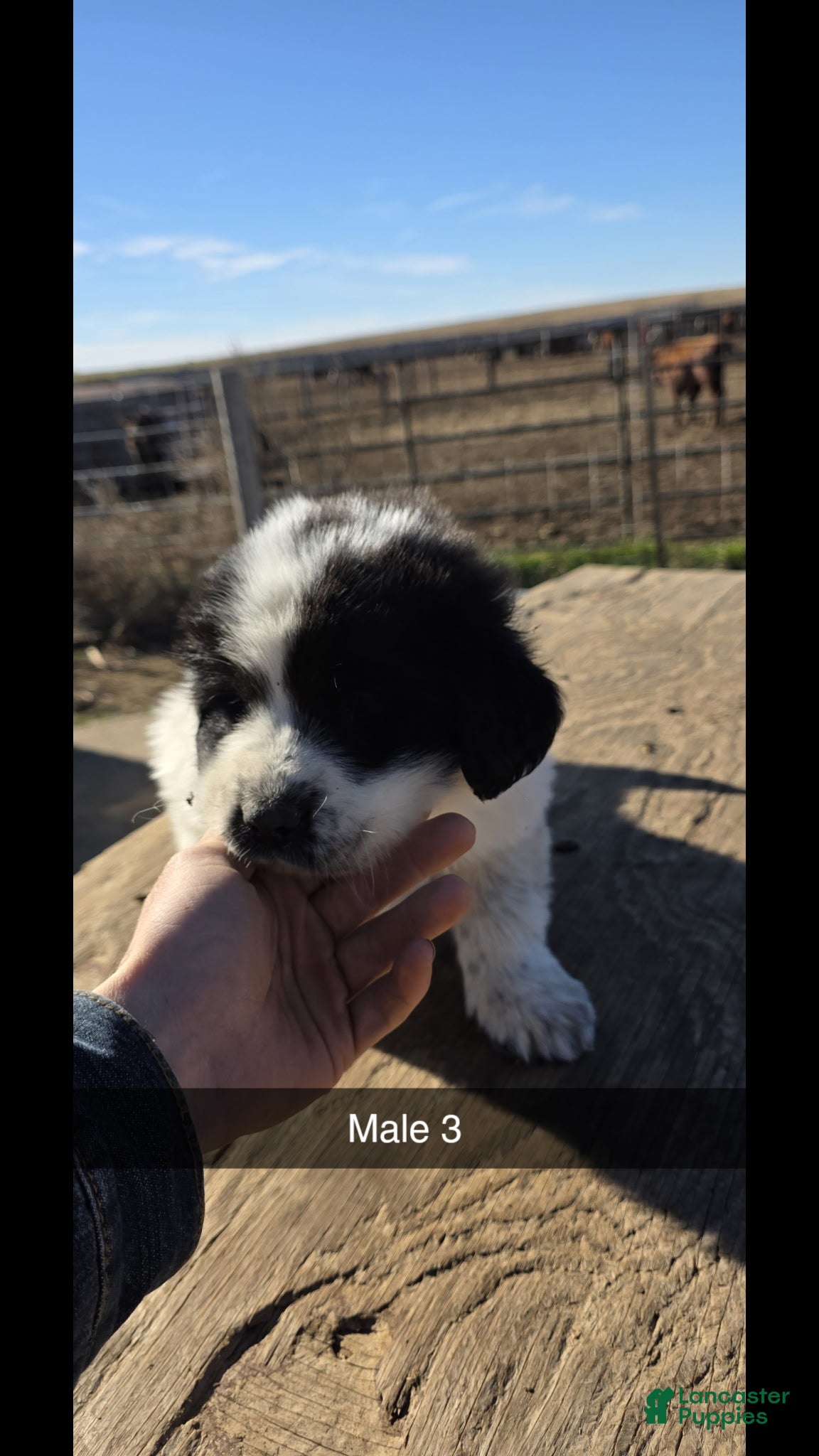 Mixed Breed dogs Mixed Breed Puppy 3 - Ad 34