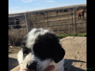 Mixed Breed dogs Mixed Breed Puppy 3 - Ad 41