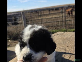 Mixed Breed dogs Mixed Breed Puppy 3 - Ad 11