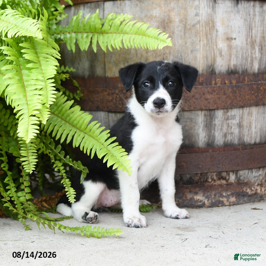 Mixed Breed dogs Julie  - Ad 2