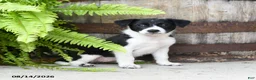 Mixed Breed dogs for sale: Julie  - Ad 2