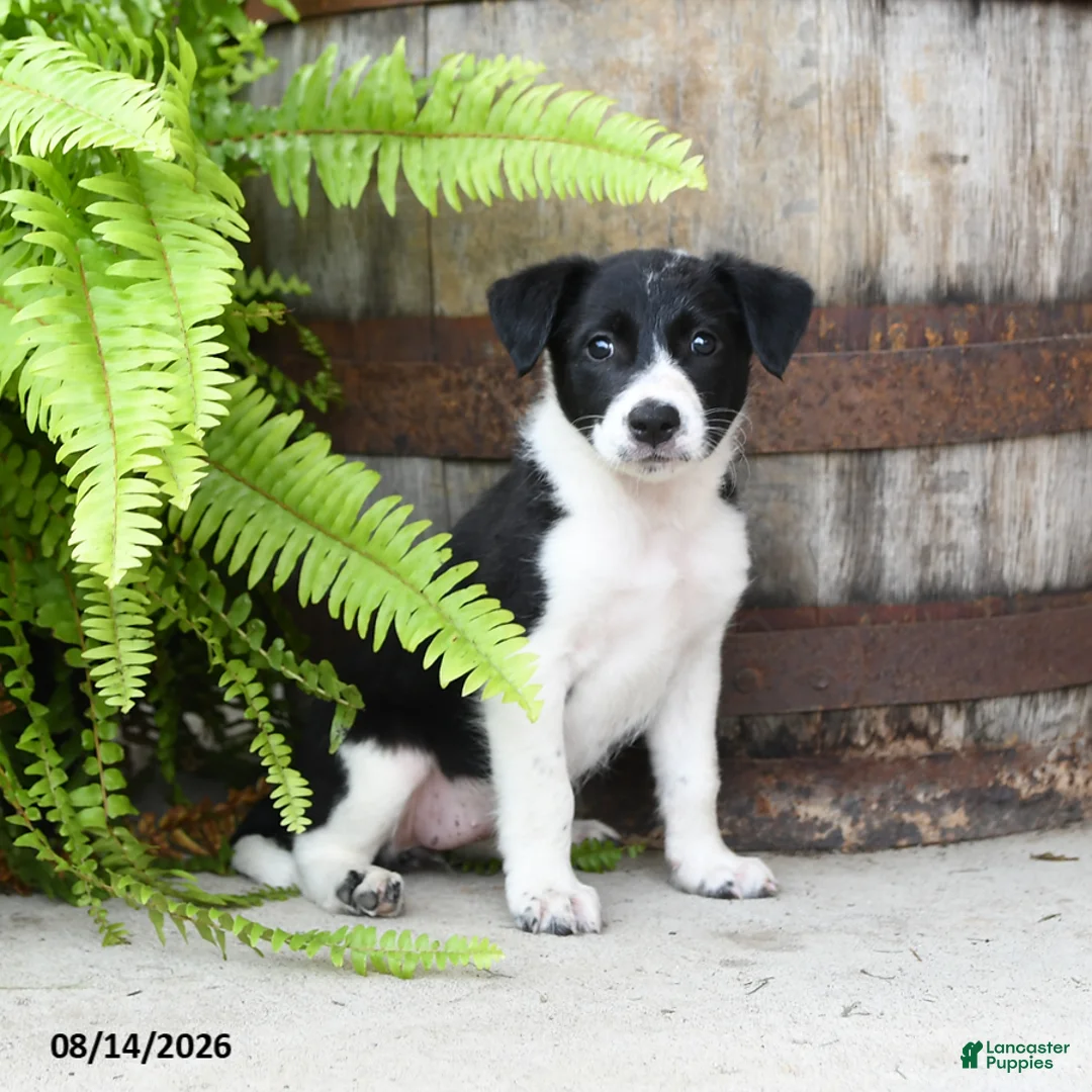 Mixed Breed dogs for sale: Julie  - Ad 2
