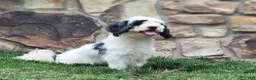 Cockapoo dogs for sale: Vanilla - Ad 4