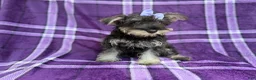 Miniature Schnauzer dogs for sale: Puddles - Ad 5