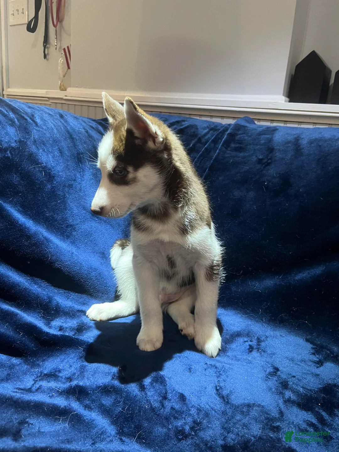 Siberian Husky dogs for sale: Baloo - Ad 1