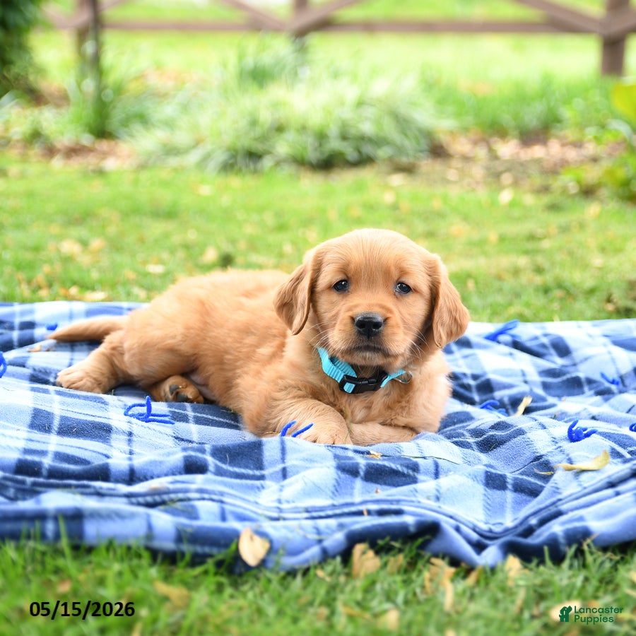 Golden Retriever dogs Carolina - Ad 2
