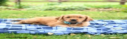 Golden Retriever dogs for sale: Carolina - Ad 2