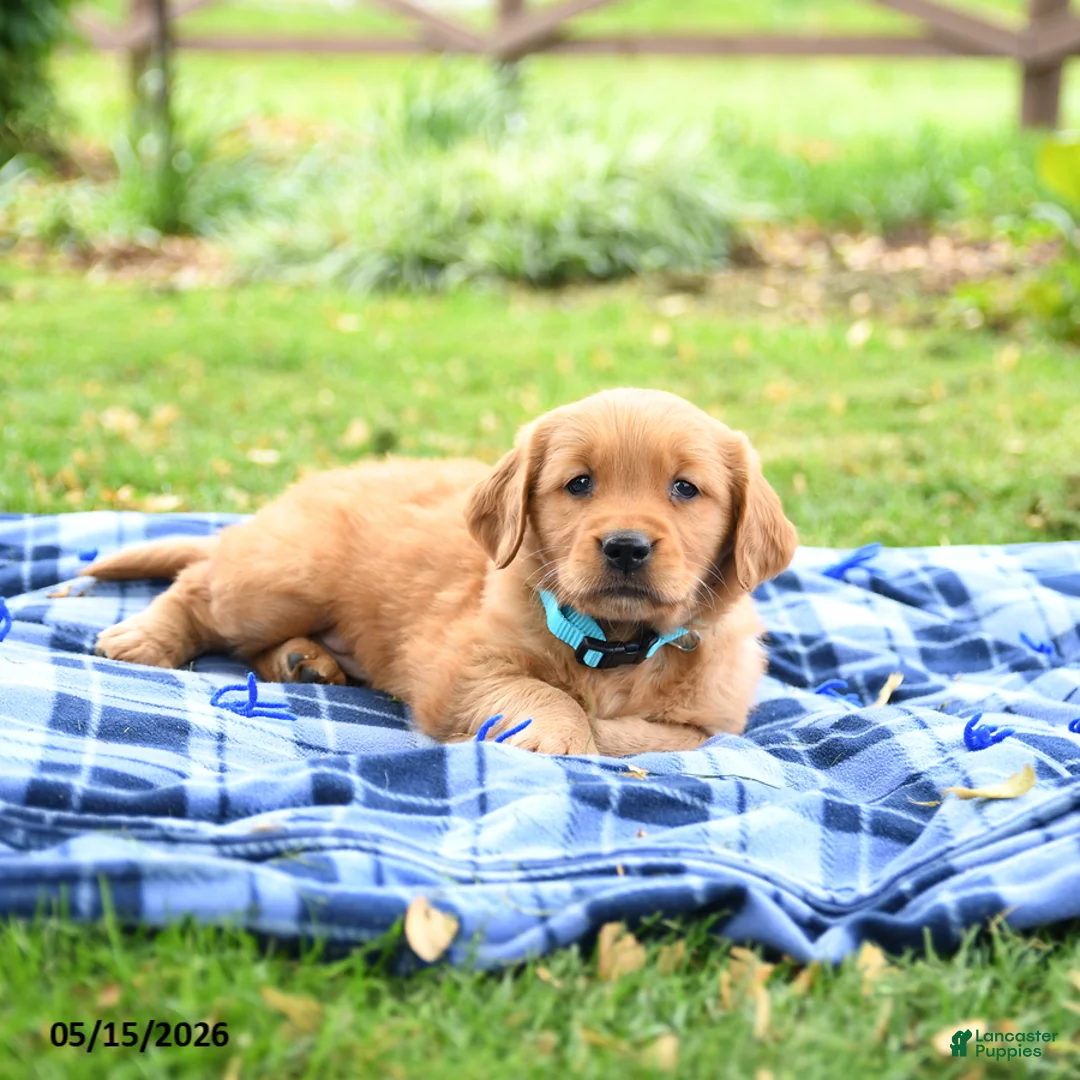 Golden Retriever dogs for sale: Carolina - Ad 2