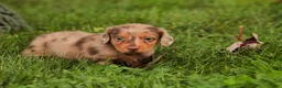 Miniature Dachshund dogs for sale: MacGyver Miniature Dachshund  - Ad 5