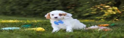 Cavapoo dogs for sale: Iggy Bear  - Ad 4