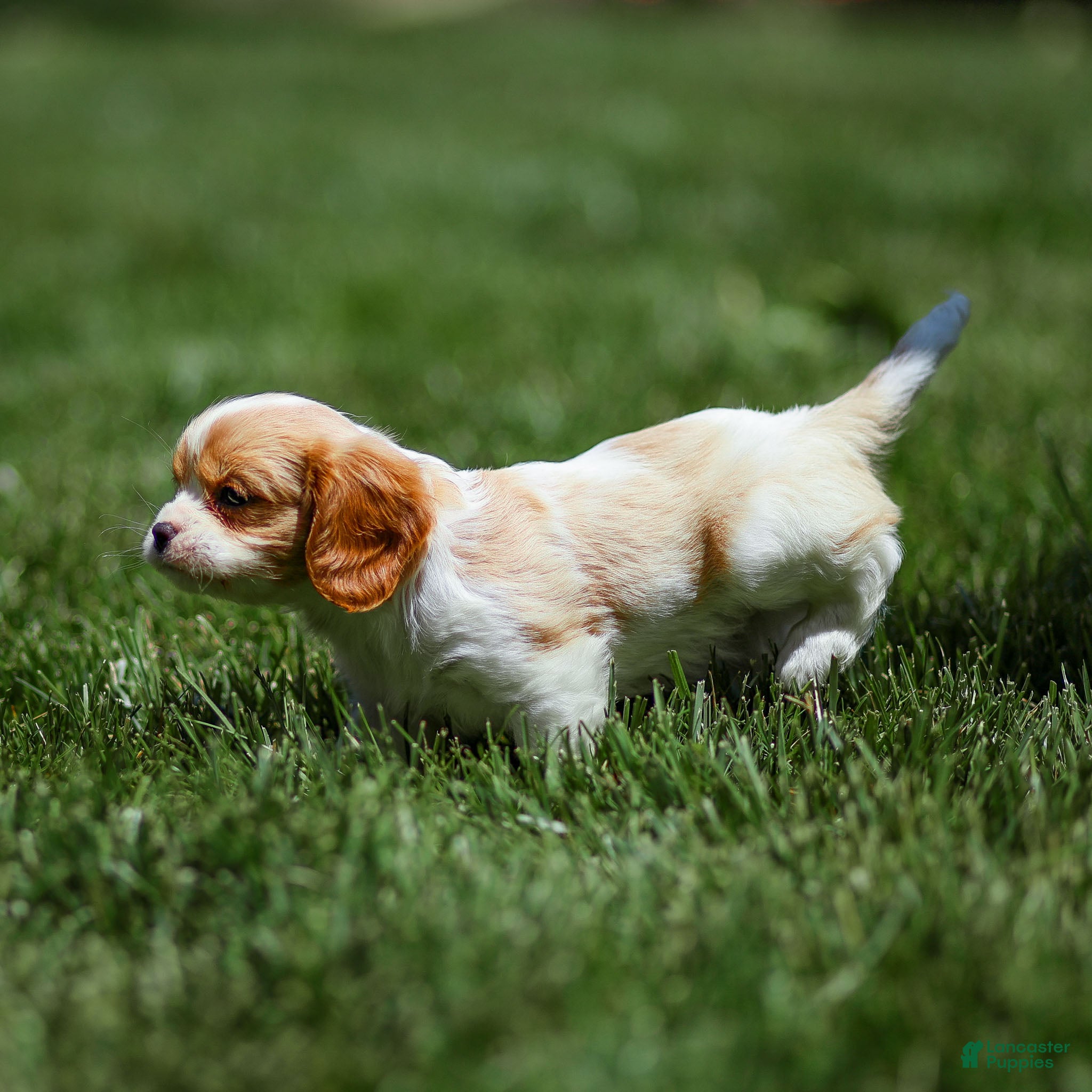 Cavalier King Charles Spaniel dogs Peach Cavalier King Charles Spaniel Puppy  - Ad 2
