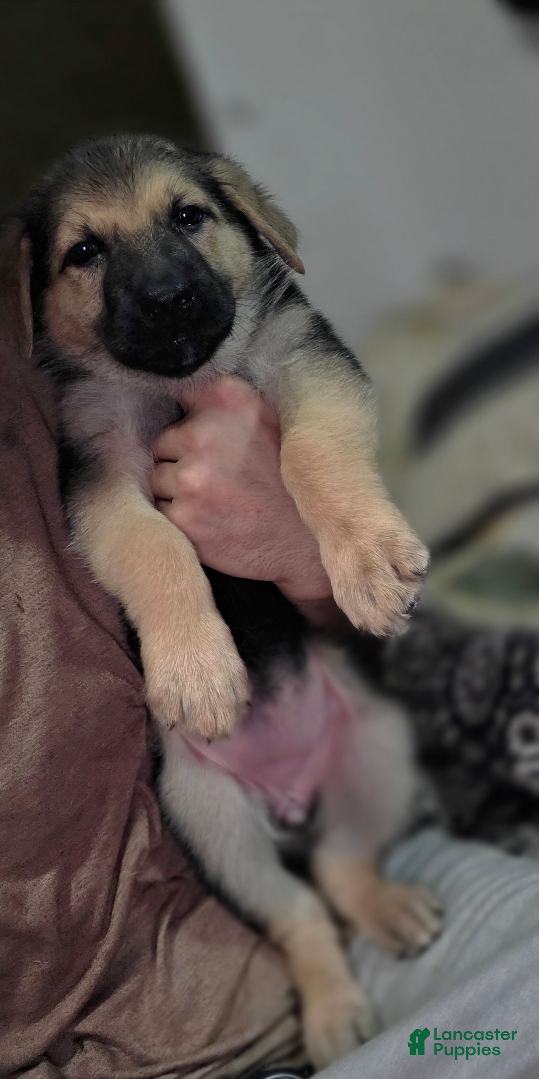 German Shepherd dogs for sale: Bella (5) - Ad 2