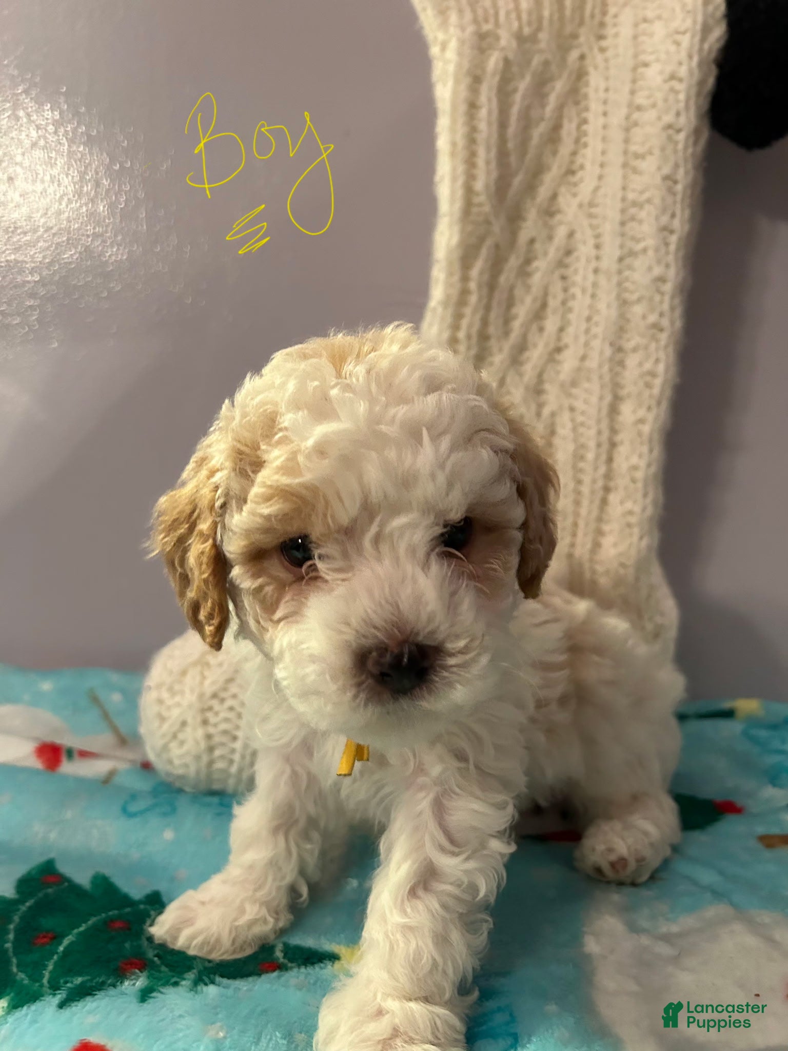 Havapoo dogs Havapoo Puppy 2 - Ad 30