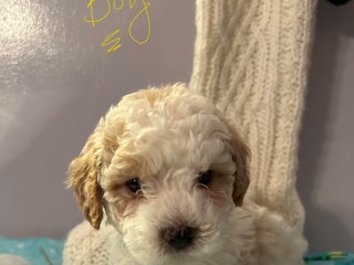 Havapoo dogs Havapoo Puppy 2 - Ad 33