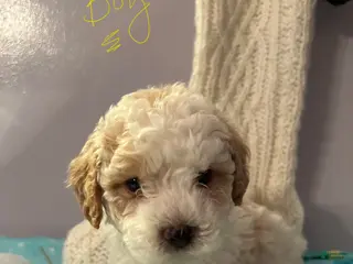 Havapoo dogs Havapoo Puppy 2 - Ad 42