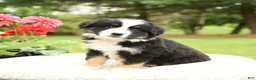 Miniature Australian Shepherd dogs for sale: Shasta - Ad 3