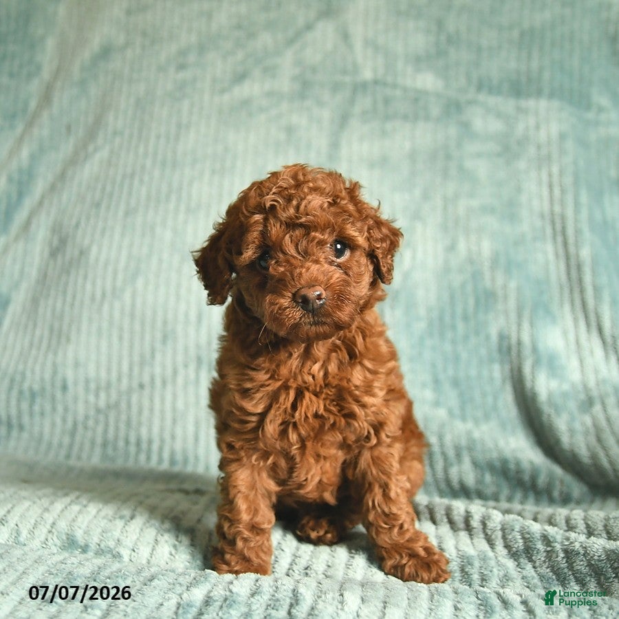 Toy Poodle dogs Fluffy  - Ad 1