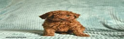 Toy Poodle dogs for sale: Fluffy  - Ad 1