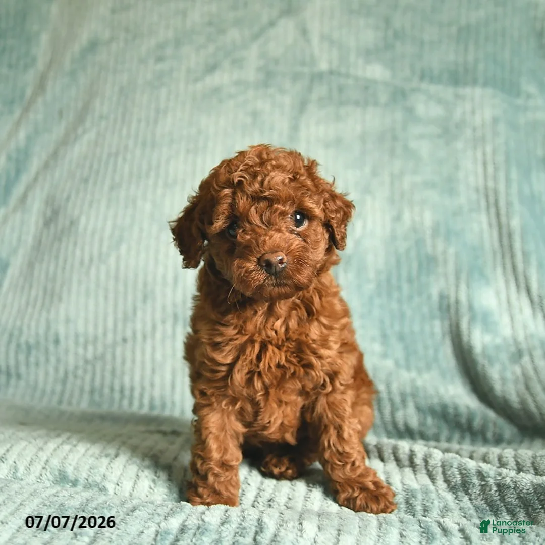 Toy Poodle dogs for sale: Fluffy  - Ad 1