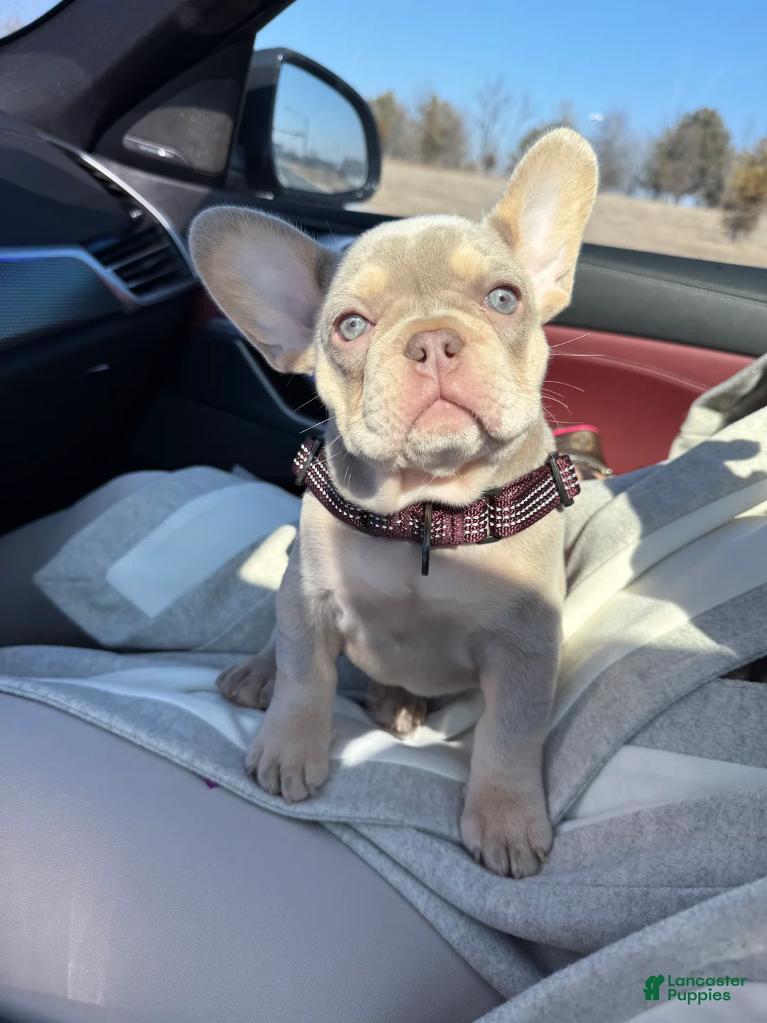 French Bulldog dogs for sale: French Bulldog Puppy 1 - Ad 2