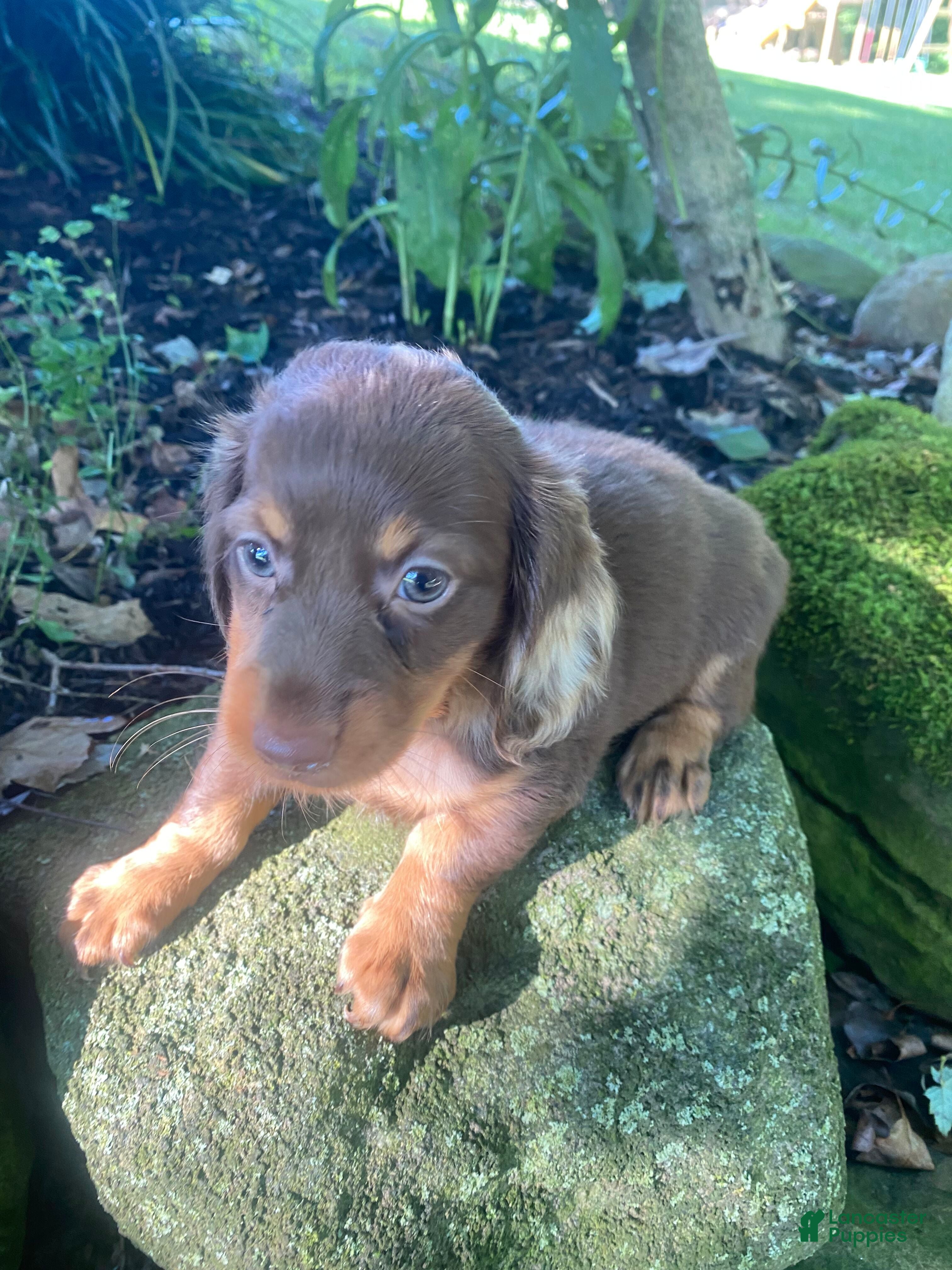 Miniature Dachshund dogs Nora - Ad 2