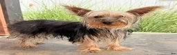Yorkshire Terrier dogs for sale: Rio - Ad 5