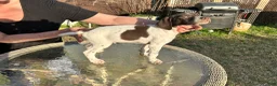 German Shorthaired Pointer dogs for sale: German Shorthaired Pointer Puppy 4 - Ad 7