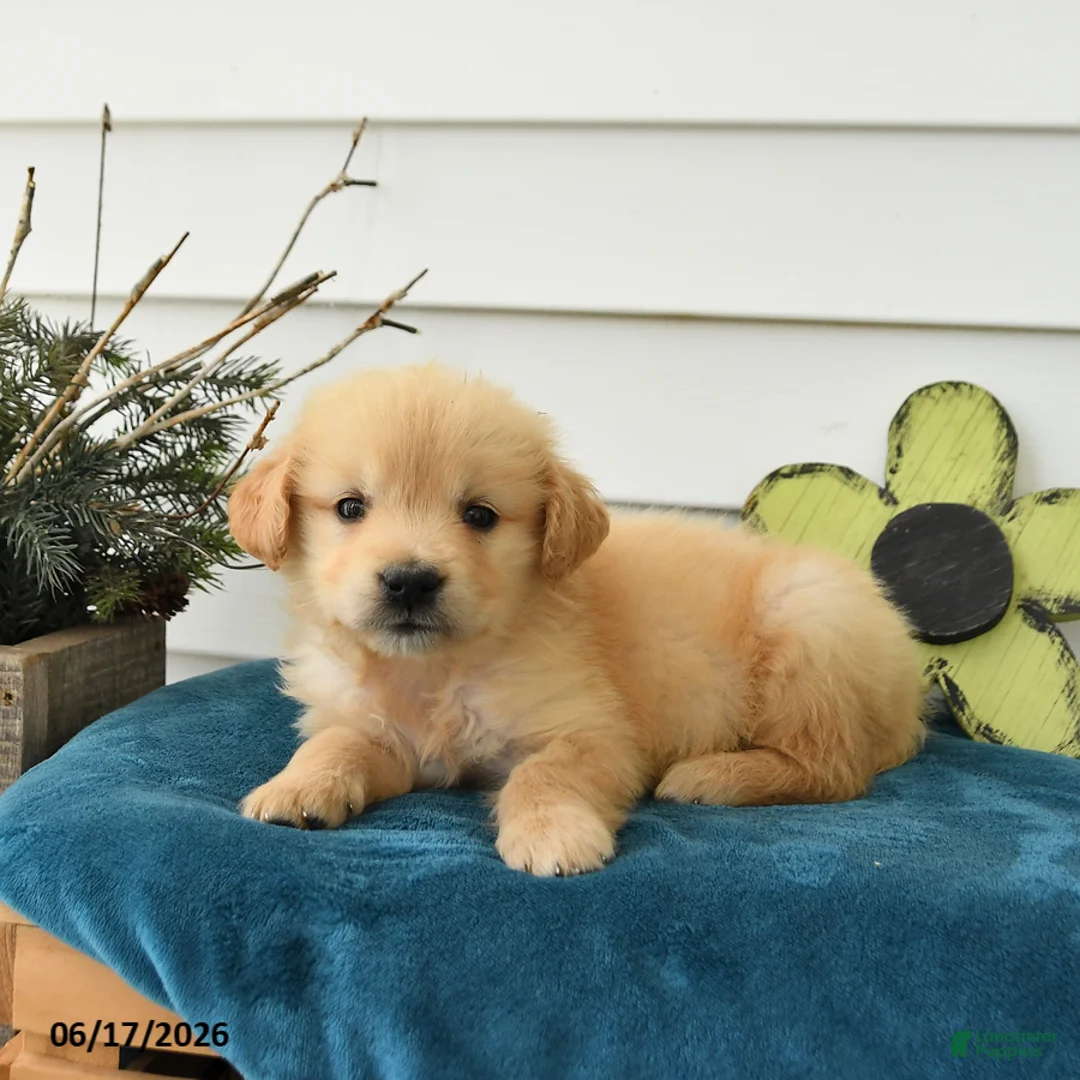 Golden Retriever dogs for sale: Margot - Ad 2
