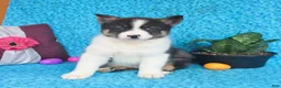 Pomsky dogs for sale: Oreo - Ad 4