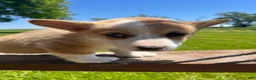 Welsh Corgi Pembroke dogs for sale: Molly - Ad 7