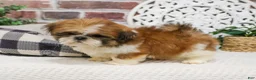 Shih Tzu dogs for sale: Tramp  - Ad 5