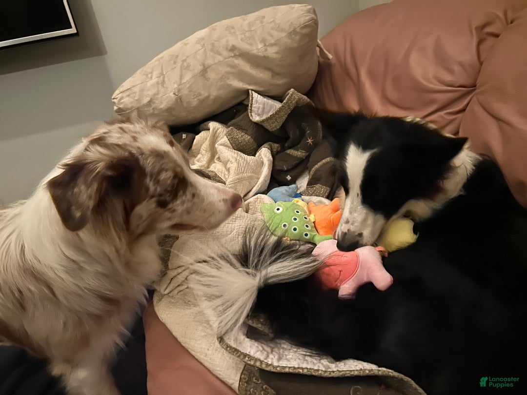 Border Collie dogs for sale: Eddie - Ad 9