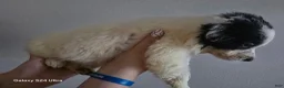 Border Collie dogs for sale: Border Collie 4 - Ad 2