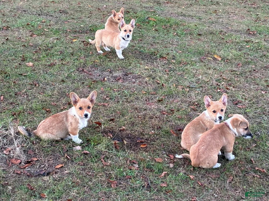 Welsh Corgi Pembroke dogs for sale: Welsh Corgi Pembroke  - Ad 1