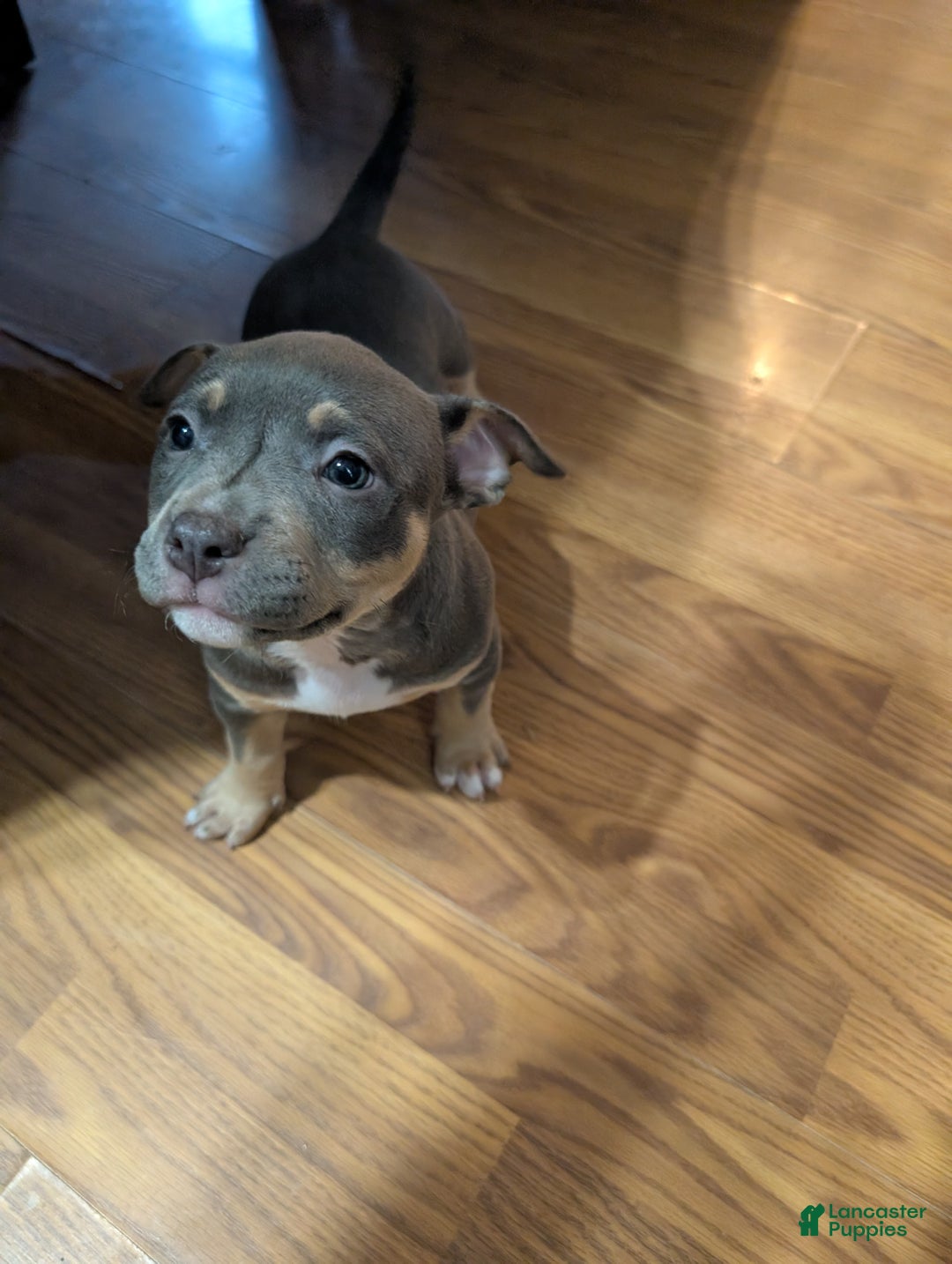American Bully dogs for sale: Millie  - Ad 3