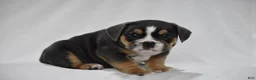 Beabull dogs for sale: Gizmo - Ad 2