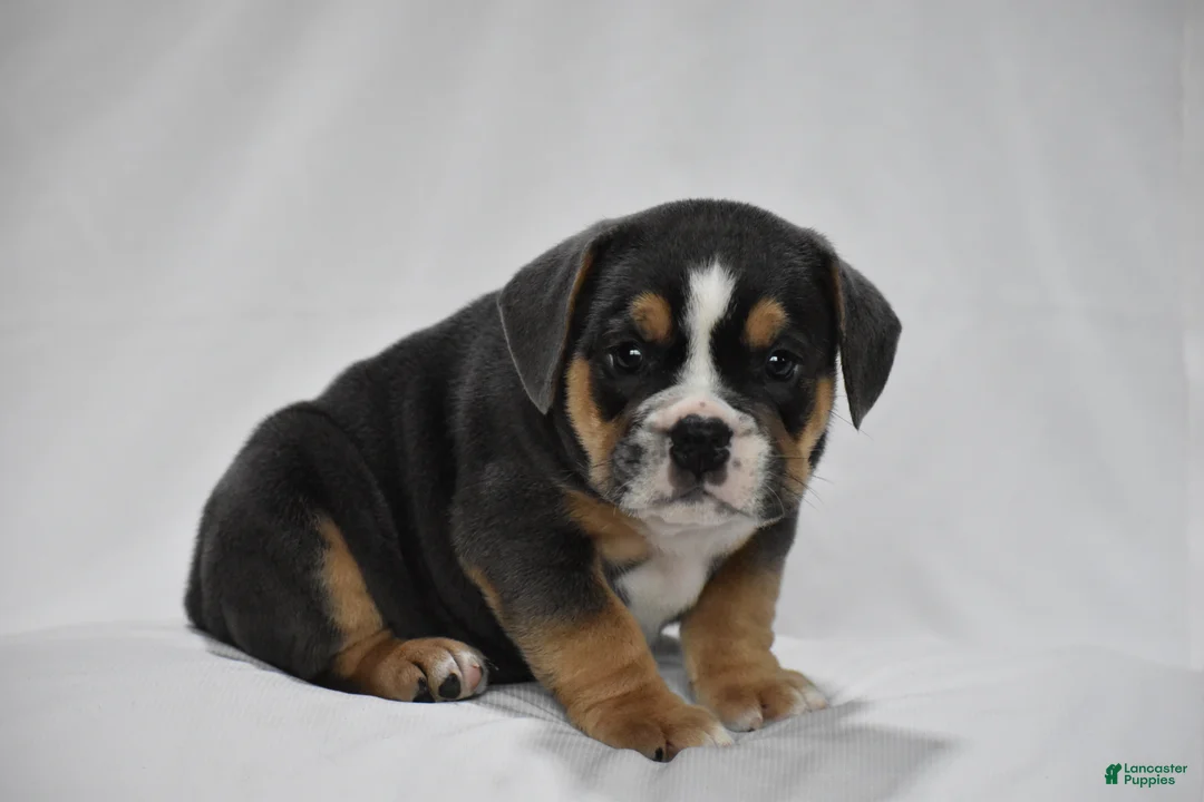 Beabull dogs for sale: Gizmo - Ad 2